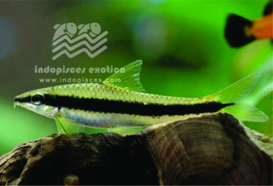 Epalzeorhynchus Siamensis